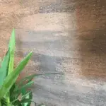 Kalkkind Sumpfkalkputz