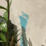 Kalkkind Sumpfkalkputz